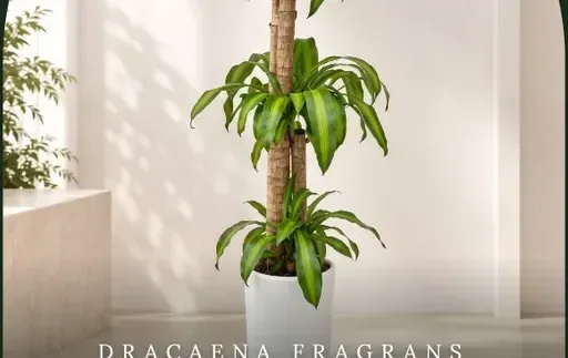 Corn Plant (Dracaena fragrans) B