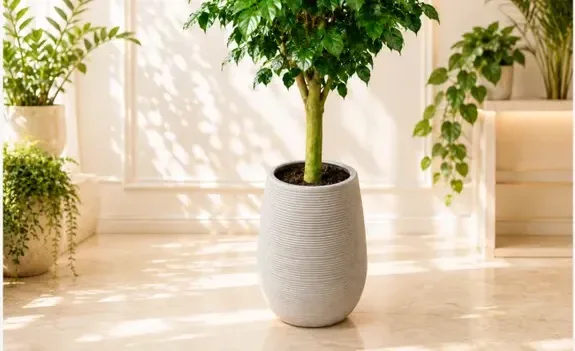 King Benjamin Fig (Ficus benjamina) A