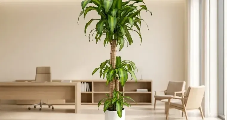 Corn Plant (Dracaena fragrans) B