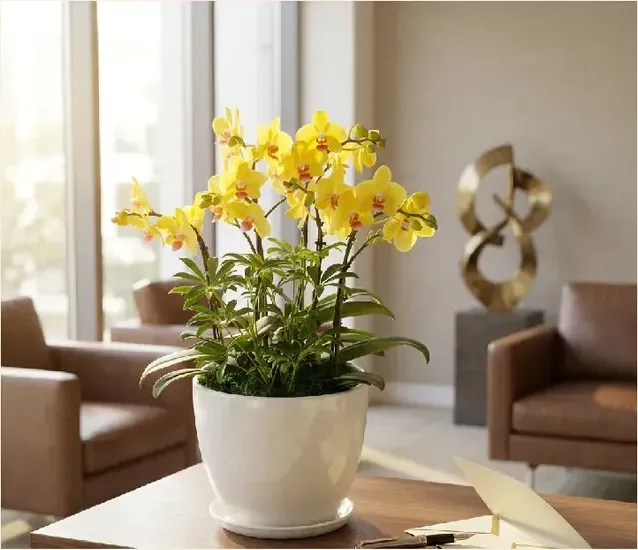 Golden King Orchid