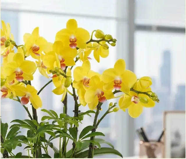 Golden King Orchid