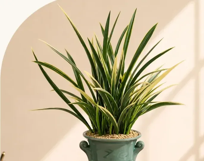 Geumgi Cymbidium (Carved Pot)