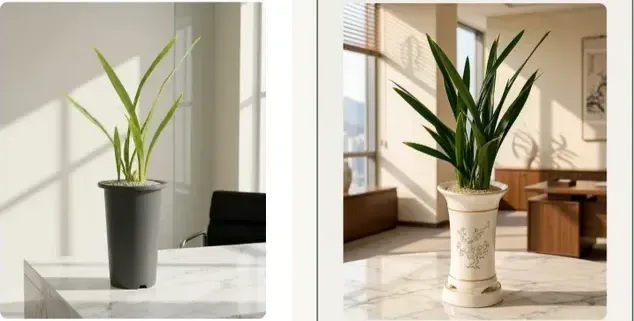 Daehun Cymbidium (Standard Pot)