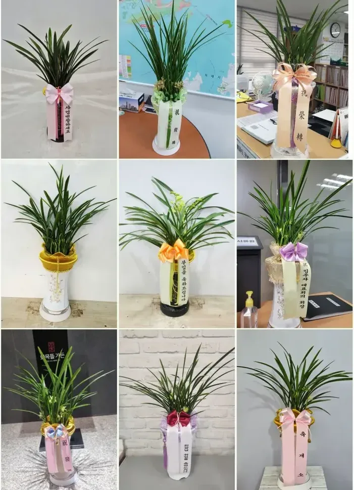 Korean Cymbidium Orchid (Special Price)