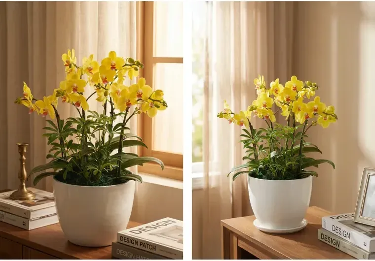 Golden King Orchid
