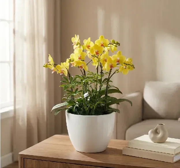 Golden King Orchid