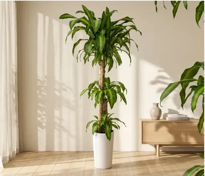 Corn Plant (Dracaena fragrans) B