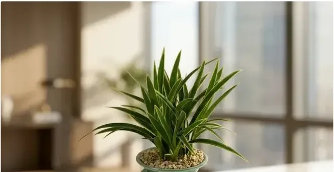 Daeguk Cymbidium (Mini Carved Pot)
