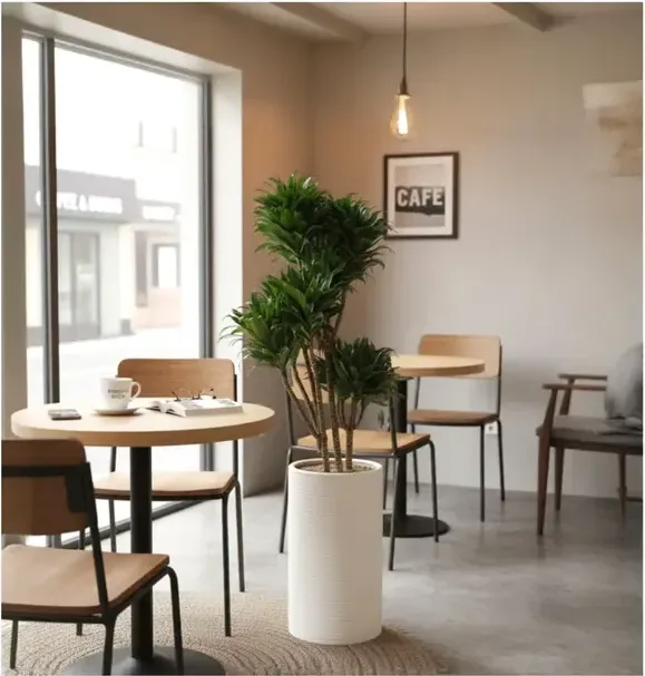 Dracaena Compacta