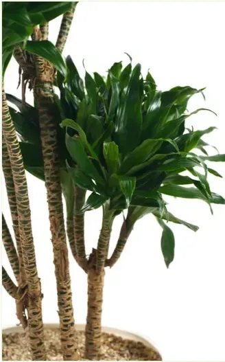 Dracaena Compacta