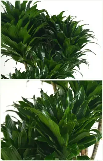 Dracaena Compacta