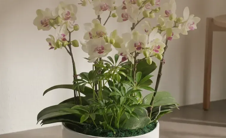 Green Bear Orchid