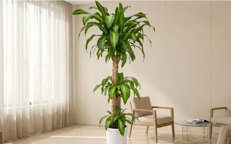 Corn Plant (Dracaena fragrans) B