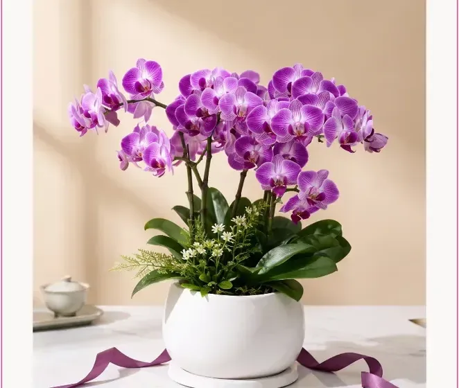 Phalaenopsis Orchid (Purple)