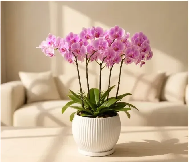 Phalaenopsis Orchid 130