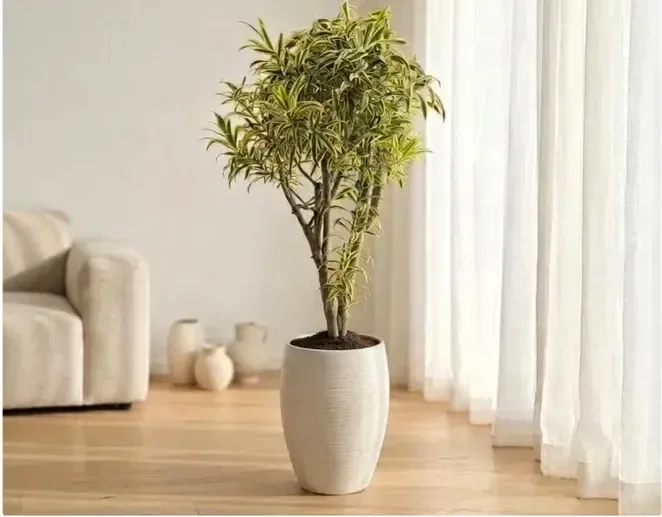 Song of India (Dracaena reflexa)