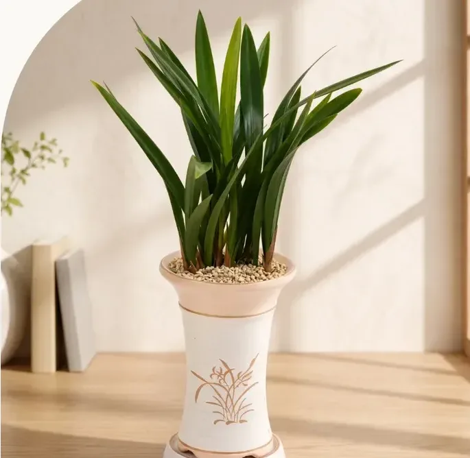 Sancheon Bose Cymbidium (Standard Pot)