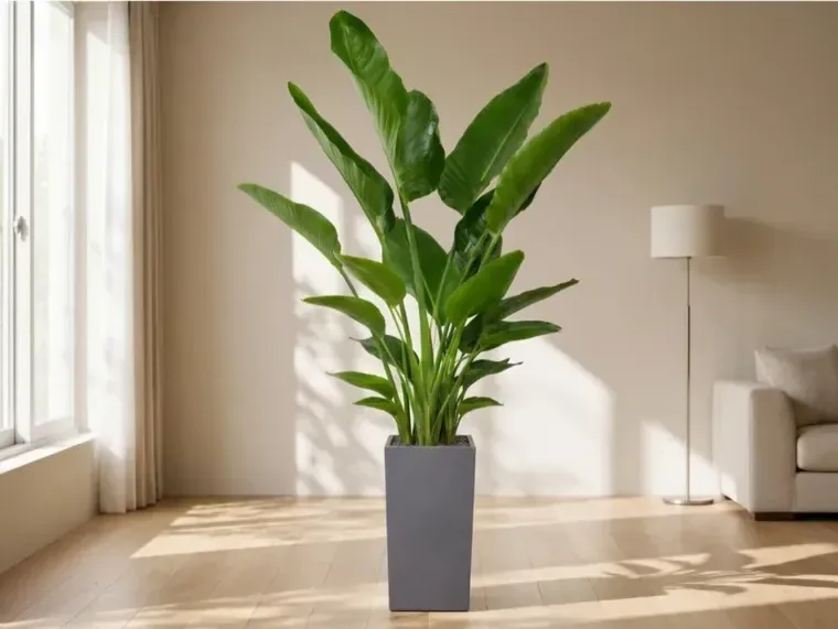 Bird of Paradise (Strelitzia) A