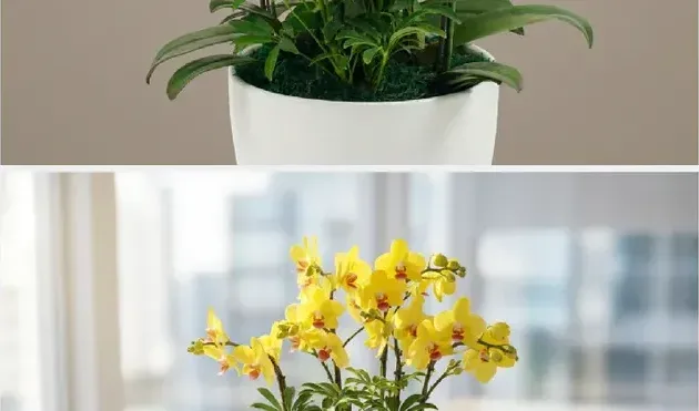 Golden King Orchid