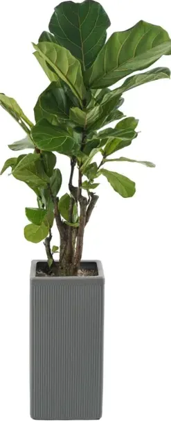 Fiddle Leaf Fig (Ficus lyrata) B