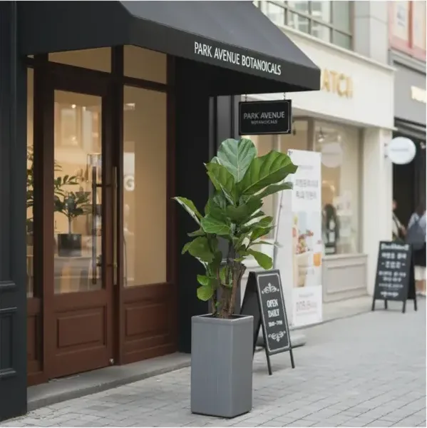 Fiddle Leaf Fig (Ficus lyrata) B