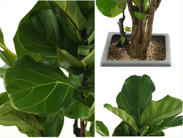 Fiddle Leaf Fig (Ficus lyrata) B