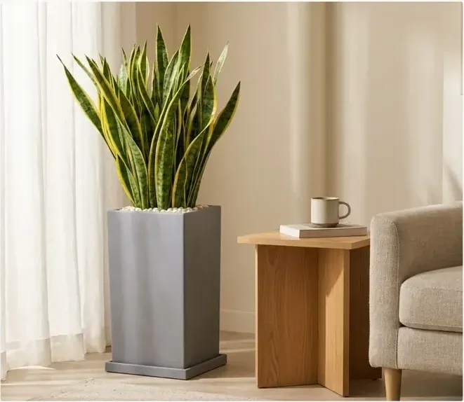 Snake Plant (Sansevieria) A
