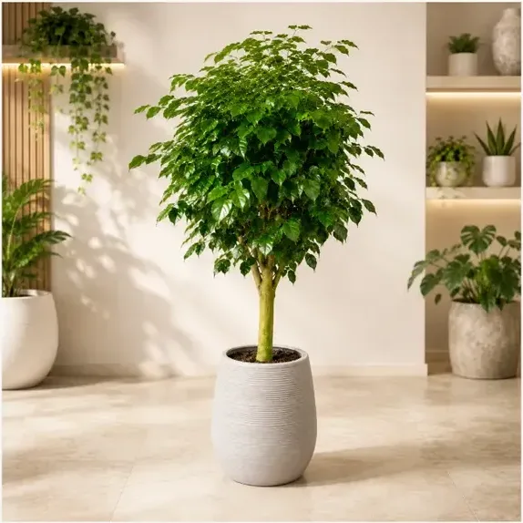 King Benjamin Fig (Ficus benjamina) A