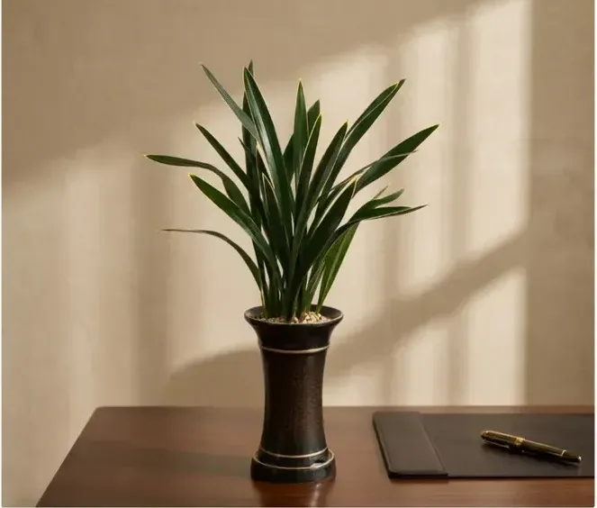 Sancheonjo Cymbidium (Standard Pot)