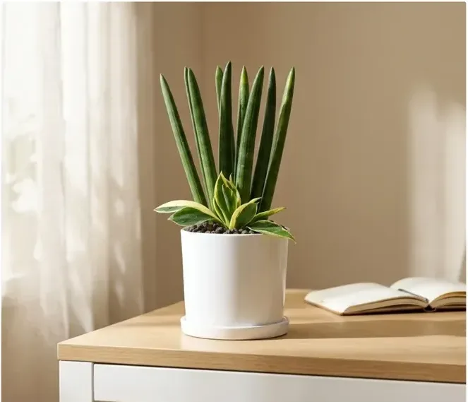 Cylindrical Snake Plant (Table Size)