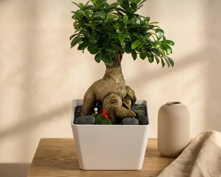 Ginseng Ficus