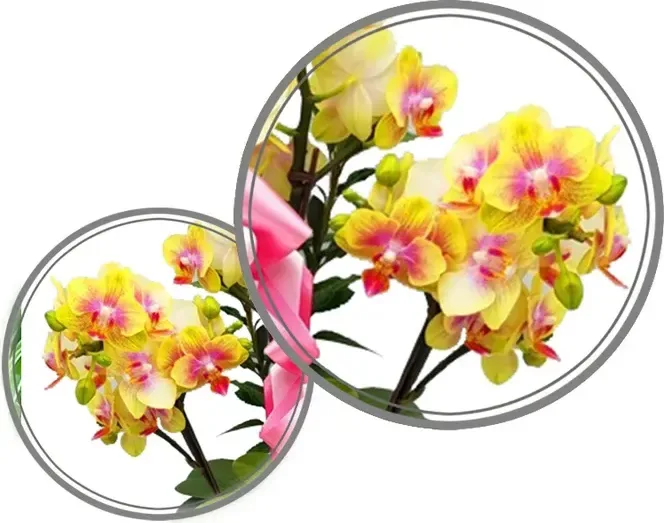Geumnari Orchid