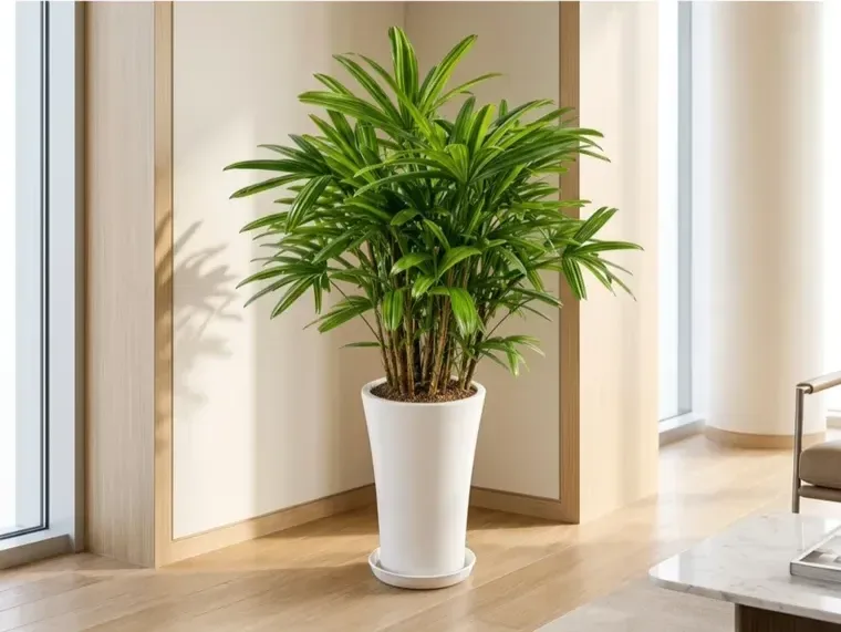 Lady Palm (Rhapis excelsa)