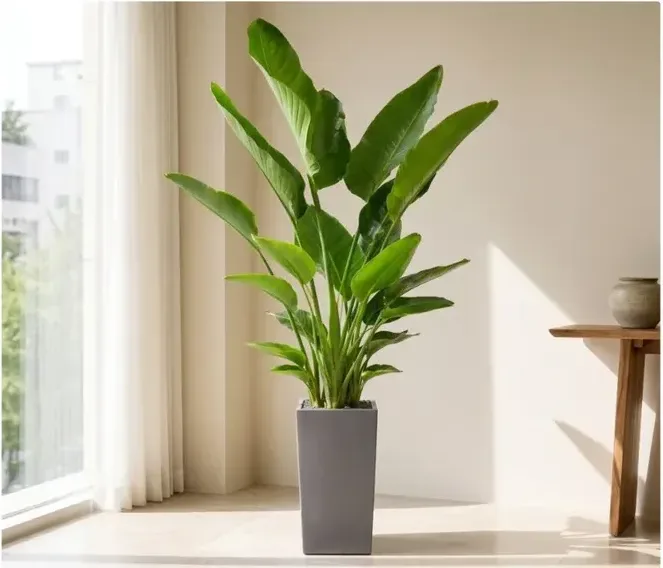 Bird of Paradise (Strelitzia) A