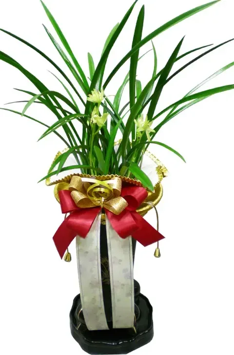 Cheolgol Sosim Cymbidium