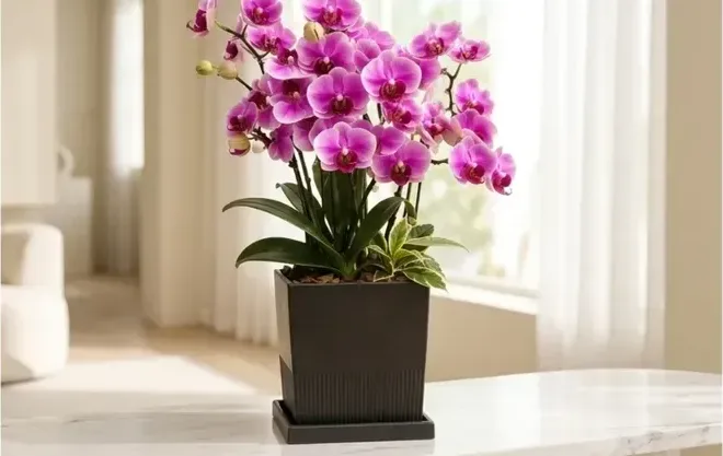 Phalaenopsis Orchid 120