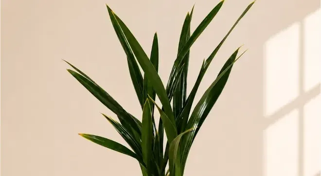 Daehun Cymbidium (Standard Pot)