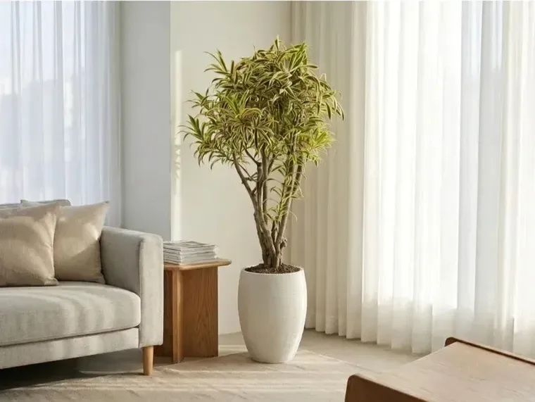 Song of India (Dracaena reflexa)