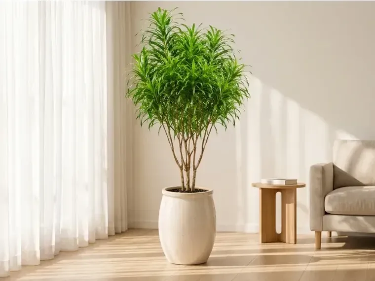 Dracaena Java A