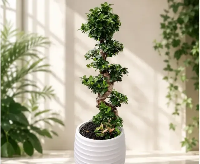 Gajimaru Ficus (Ficus microcarpa) B