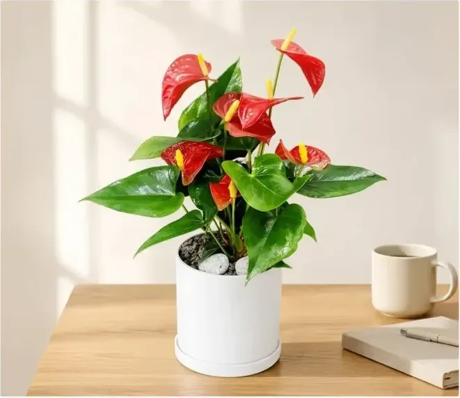 红掌（桌上型）