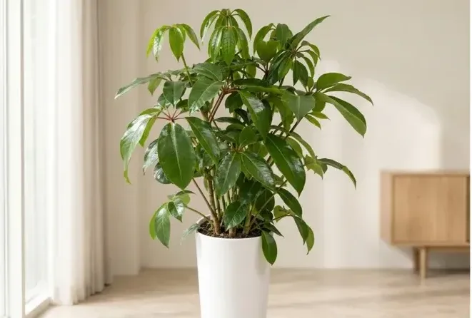 Dwarf Umbrella Tree (Large Leaf)