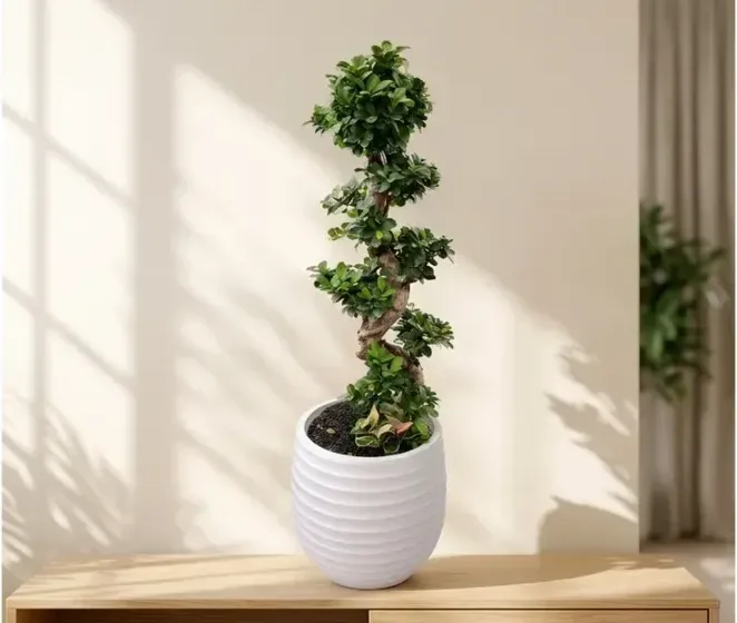 Gajimaru Ficus (Ficus microcarpa) B
