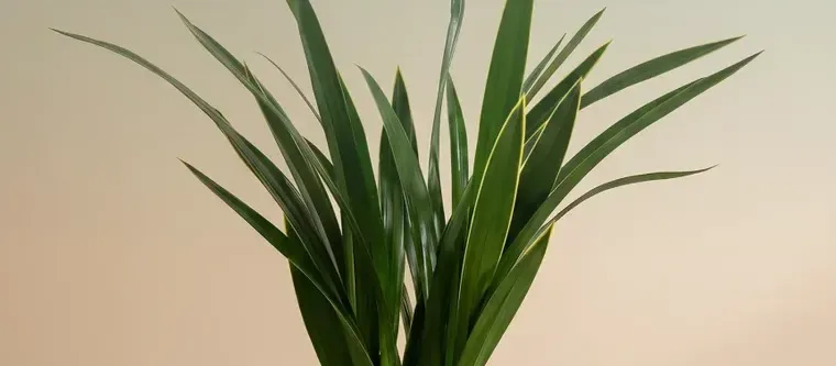 Daehun Cymbidium (Carved Pot)