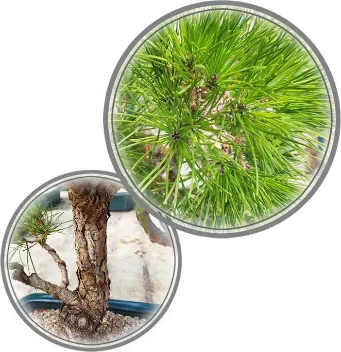 Japanese Black Pine Bonsai