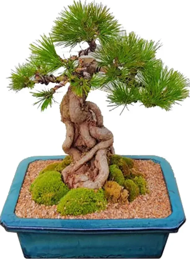 Japanese Black Pine Bonsai