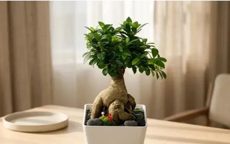 Ginseng Ficus