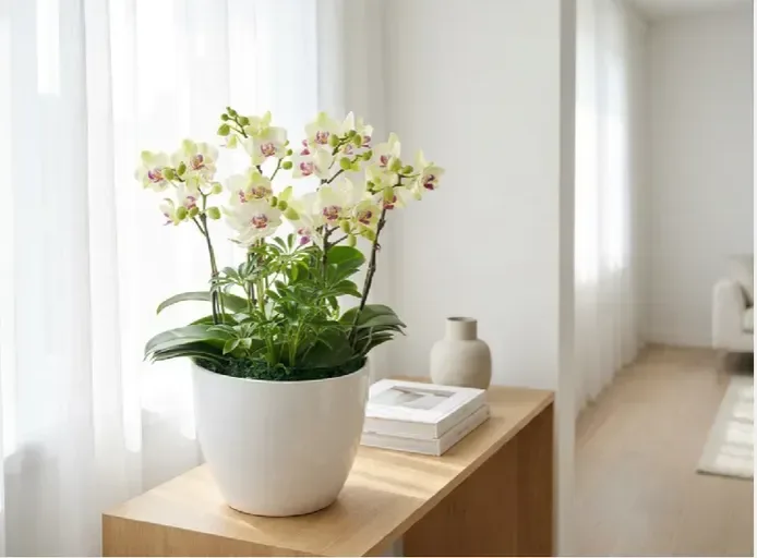 Green Bear Orchid