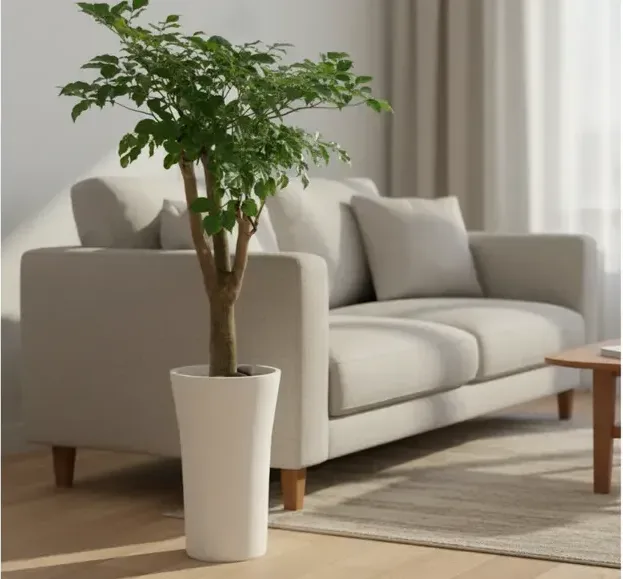 China Doll Plant B