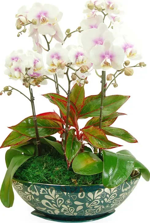 Western Orchid 108